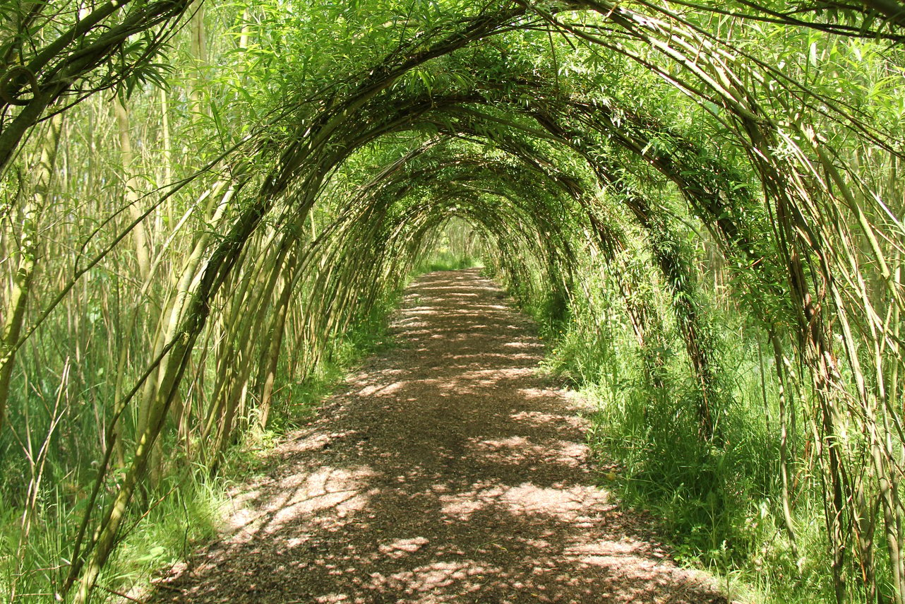 Willow Tree Arches.